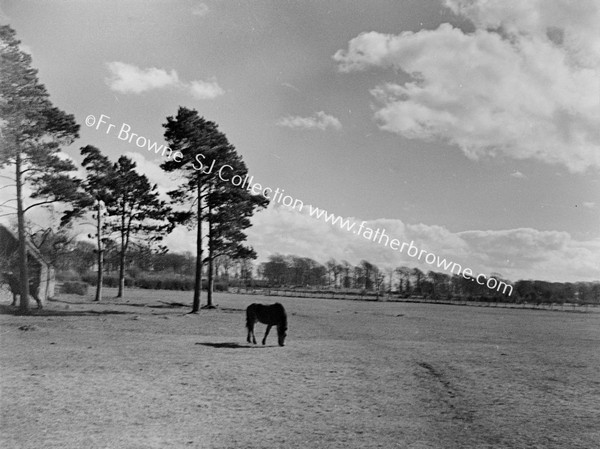 TREES CLOUDS DITCH & HORSE GRAZING